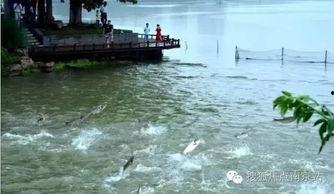 山鸡鱼群爆料视频,揭秘水下生态奇观  第2张 山鸡鱼群爆料视频,揭秘水下生态奇观  第2张