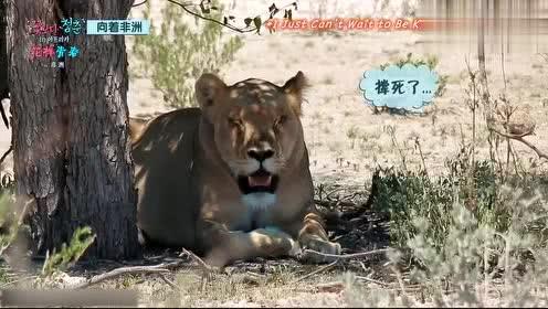 娱乐吃瓜君迅猛龙唱歌,迅猛龙跨界唱歌,音乐界新势力崛起  第2张 娱乐吃瓜君迅猛龙唱歌,迅猛龙跨界唱歌,音乐界新势力崛起  第2张
