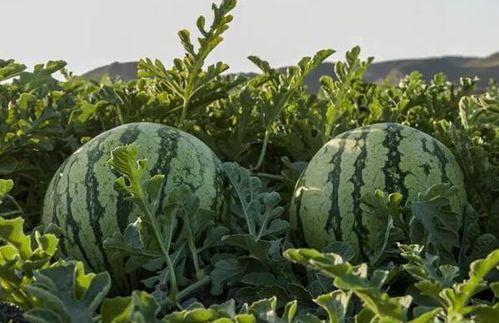 山东潍坊网红吃瓜,一场舌尖上的美食盛宴  第3张 山东潍坊网红吃瓜,一场舌尖上的美食盛宴  第3张
