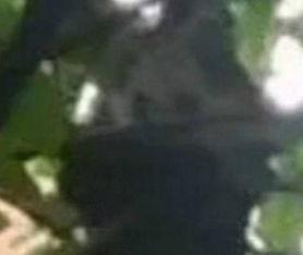 爆料潮汕熊猫视频在线观看  第2张 爆料潮汕熊猫视频在线观看  第2张